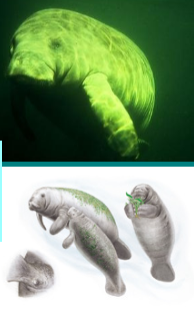 <p><em>Trichechus manatus</em> - West Indian Manatee. </p><p>Order Sirenia, Family Trichechidae.</p>