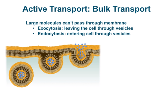 <p><span>large molecules cant pass through membrane</span></p>