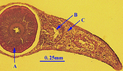 <p>What does B point to?</p>