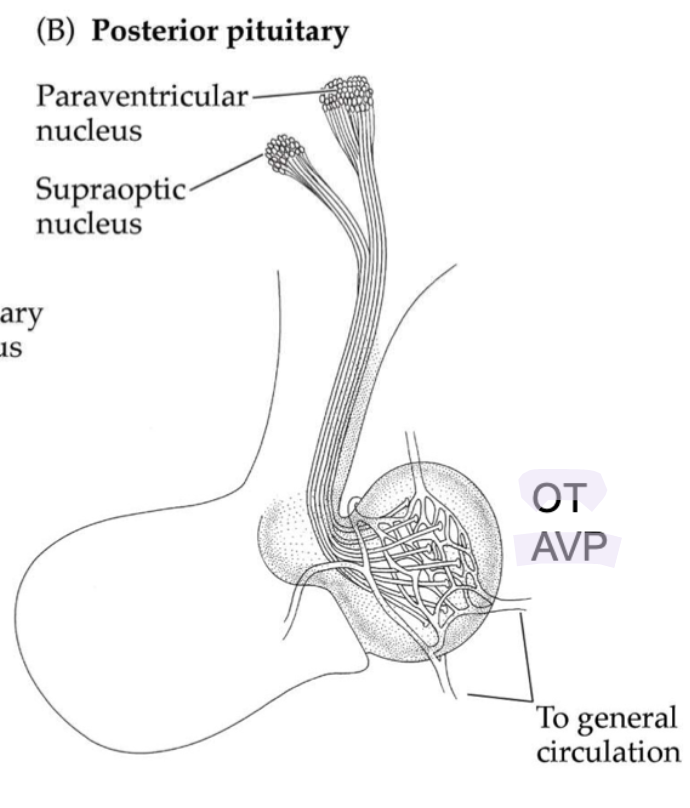 <ul><li><p>axons project directly (no portal system)</p></li><li><p>oxytocin and vasopressin released into general circulation</p></li></ul>