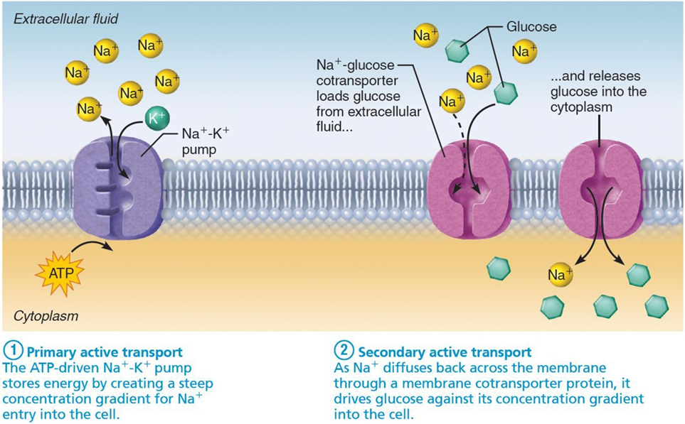 <p>Required energy is obtained indirectly from ionic gradients created by primary active transport (mostly Na+)</p>