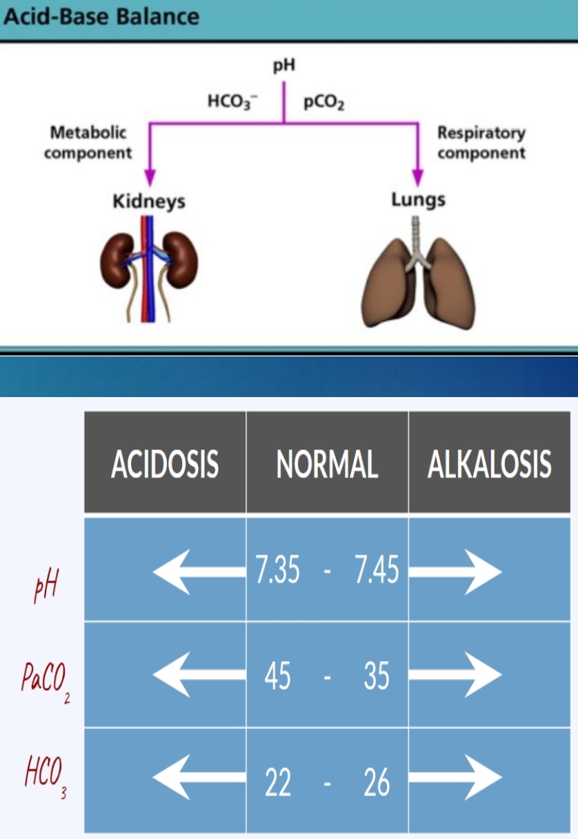 <ul><li><p class="has-focus">pH: 7.35 to 7.45</p></li><li><p class="has-focus">pCO2: 35 to 45 mmHg</p></li><li><p class="has-focus">HCO3-: 22 to 26 mmol/L</p></li><li><p class="has-focus">pO2: 80 to 110 mmHg</p></li></ul><p></p>