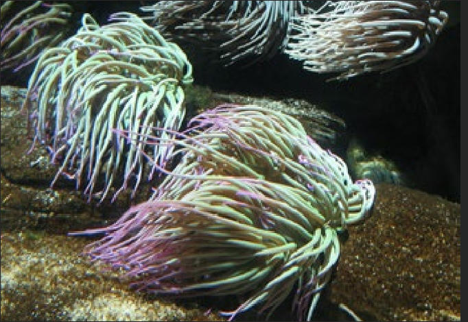 <p>What is the Portugese name of this species?</p>