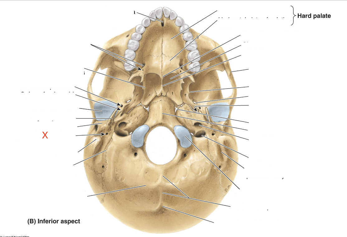 <p>Name the area marked “X”</p>