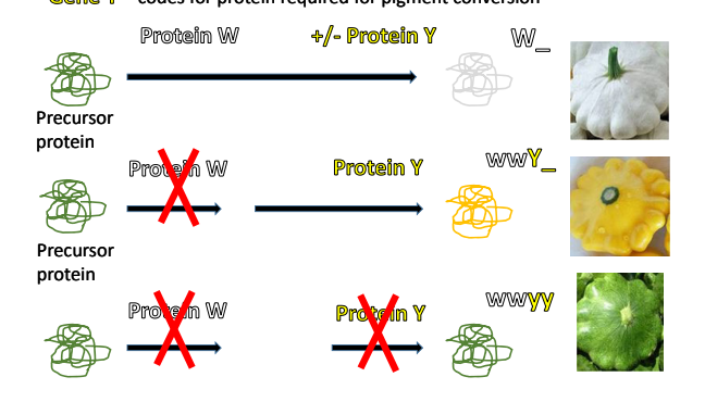 <p>There is a Dominant allele that can be considered “super dominant” meaning that the other gene in the trait “defers” to the super dominant allele. If the super dominant allele is not present in the genotypes then the deferential allele can be expressed, however if neither the super dominant allele of one gene and the deferential dominant allele of the other genes are present then the recessive traits can show. </p>