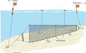 <p>People deploy a long mesh net in shallow water, leave it overnight, and pull it up to catch fish as they seek inshore areas for nesting. They also take standard measurements of the target fish.</p>
