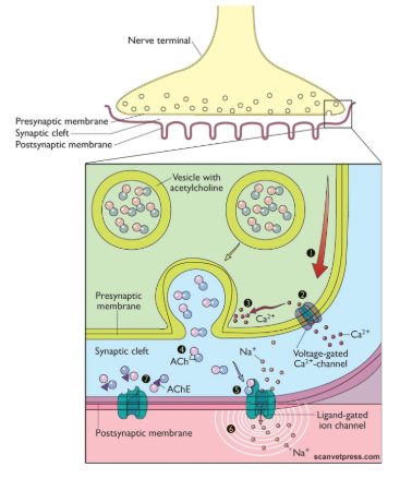 <ul><li><p>communication between neurones involving a chemical messenger across a short synaptic cleft. </p></li><li><p>no dilution in general circulation</p></li><li><p>reactivated very quickly</p></li></ul><p>Disadvantages? - specificity due to synaptic interactions</p><p>hardwiring is expensive - metabolic maintenance of the neurological system</p><p>possibly vulnerable (neurones take a long time to heal)</p><p></p>