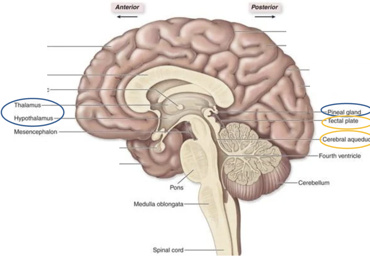 <ul><li><p><strong> <u>mes</u>encephalon</strong></p><ul><li><p><u>mid</u>brain</p><ul><li><p><u>Tectal plate </u>—&gt; superior and inferior colliculi </p></li><li><p>cerebral aqueduct </p></li></ul></li></ul></li></ul><p></p>