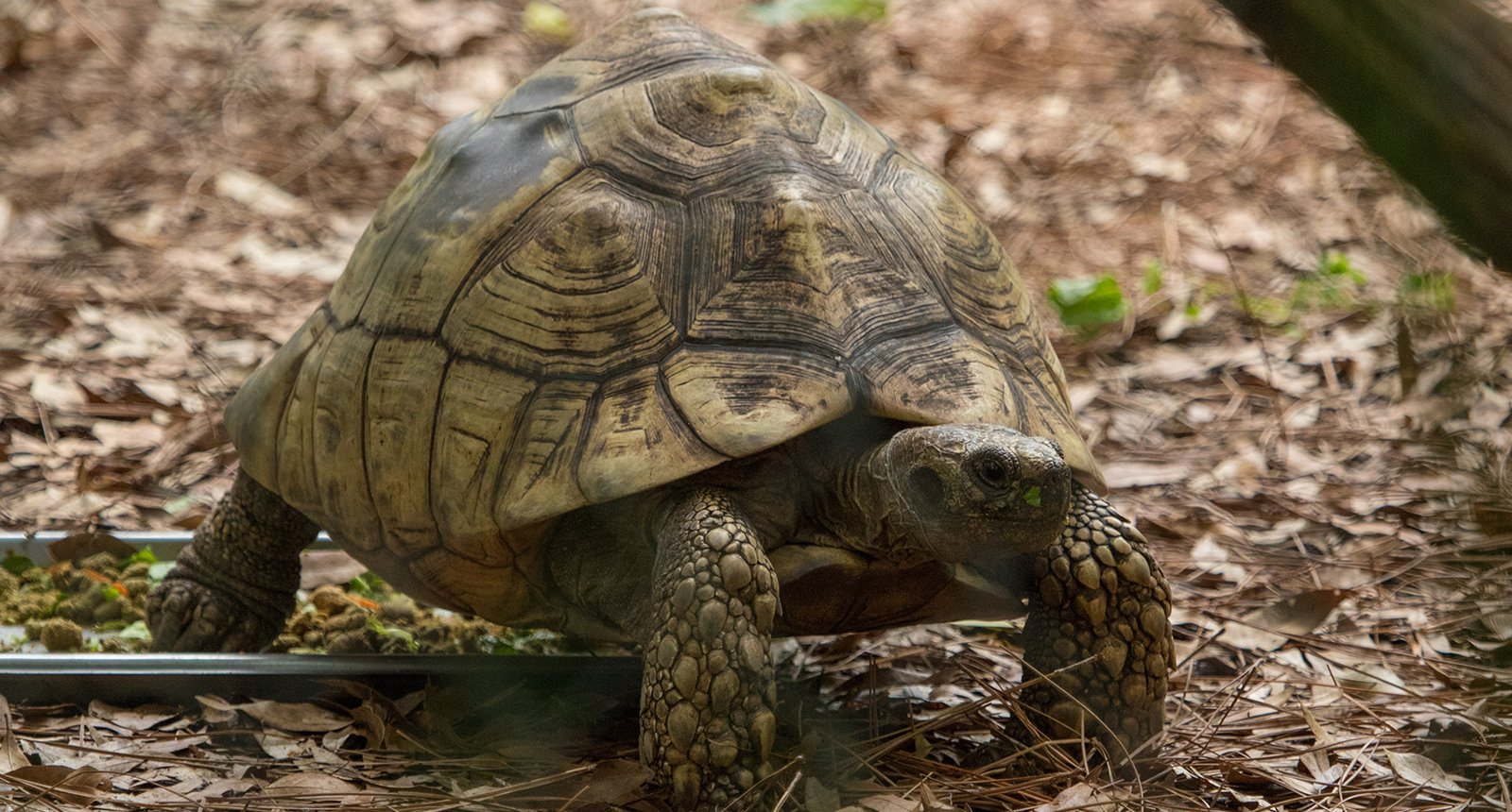 Leopard Tortoise