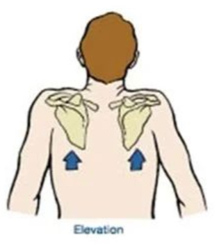 <p>Elevation</p>