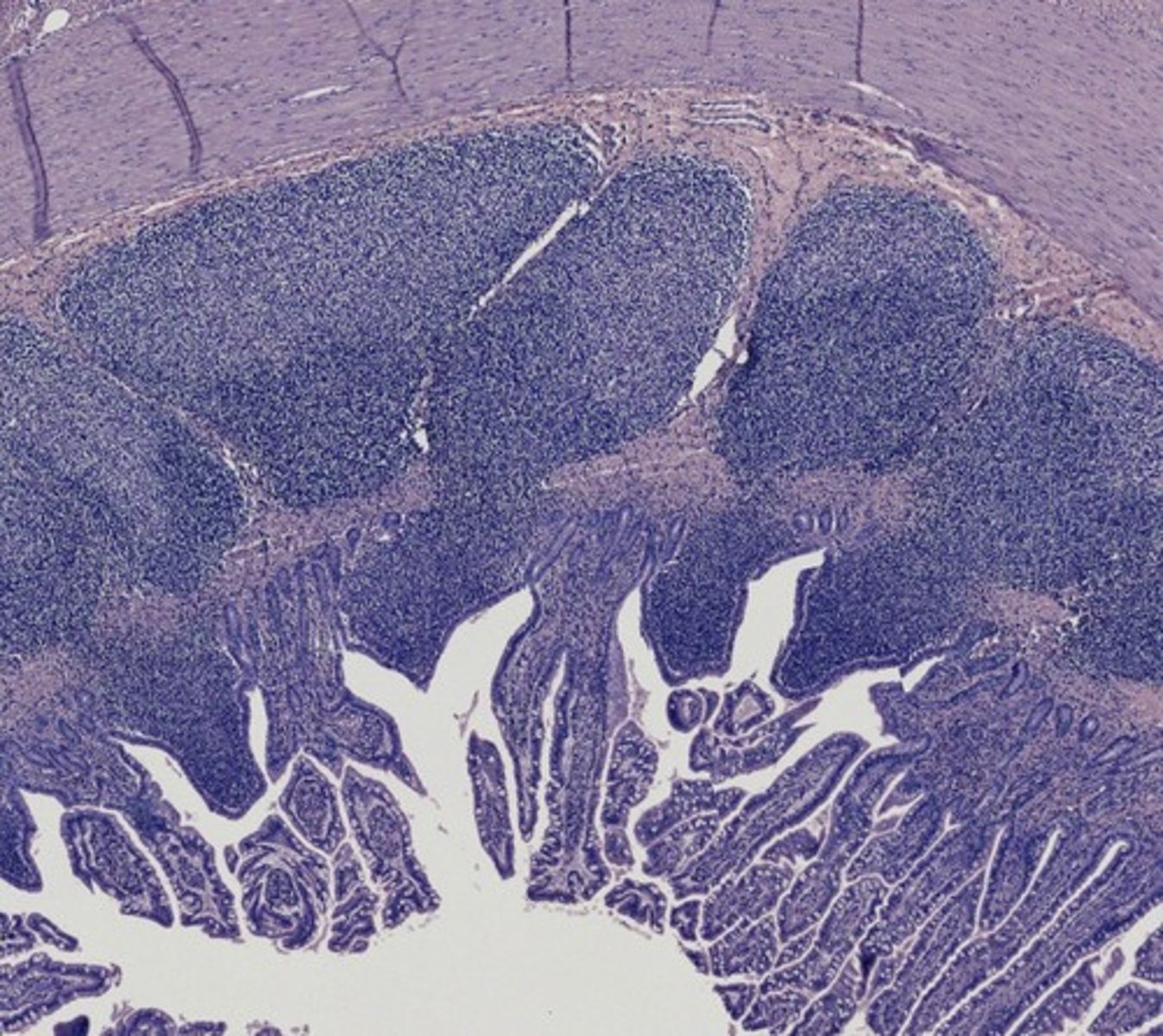 <p>Name the region</p>