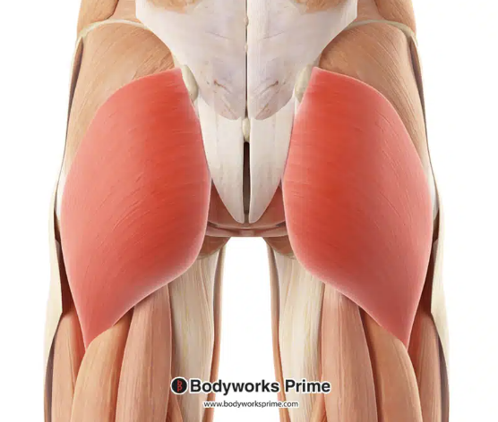 <p>*posterior</p>