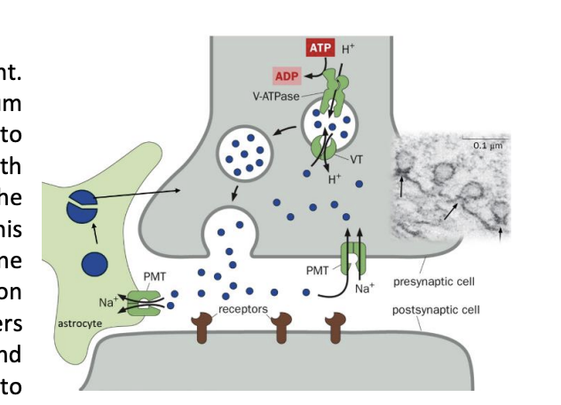 <ol><li><p>Transporters use the sodium electrochemical gradient to import neurotransmitters</p></li><li><p>energetic cost is paid by the pumps that maintain this gradient for the membrane potential</p></li></ol><p></p>