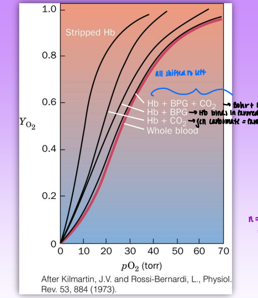<ul><li><p>whole blood = furthest left</p></li><li><p>Hb + CO2 → gen carbamate = favor deoxy form = weaker affinity O2 by Hb</p><ul><li><p>CO2 = produce H+ ion = HCO3- = also weaken Hb affinity</p></li></ul></li><li><p>Hb + BPG → Hb binds in favored deoxy form = want to release O2</p></li><li><p>Hb + BPG + CO2 → Bohr + BPG <strong>(most right shifted)</strong></p></li></ul><p></p>