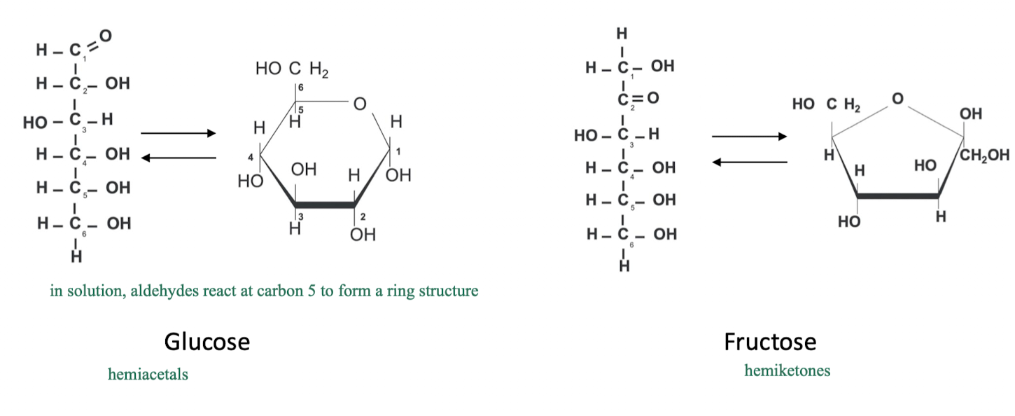 <p>they can exist as linear that can be converted to cyclic</p><ul><li><p>this is because linear carbs react in solution as certain C positions (i.e. aldehydes at C5) to form a ring structure</p><ul><li><p>aldohexose → glucose</p></li><li><p>ketohexose → fructose</p></li></ul></li></ul><p></p>