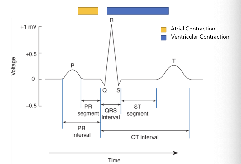 * should be able to identify each component 