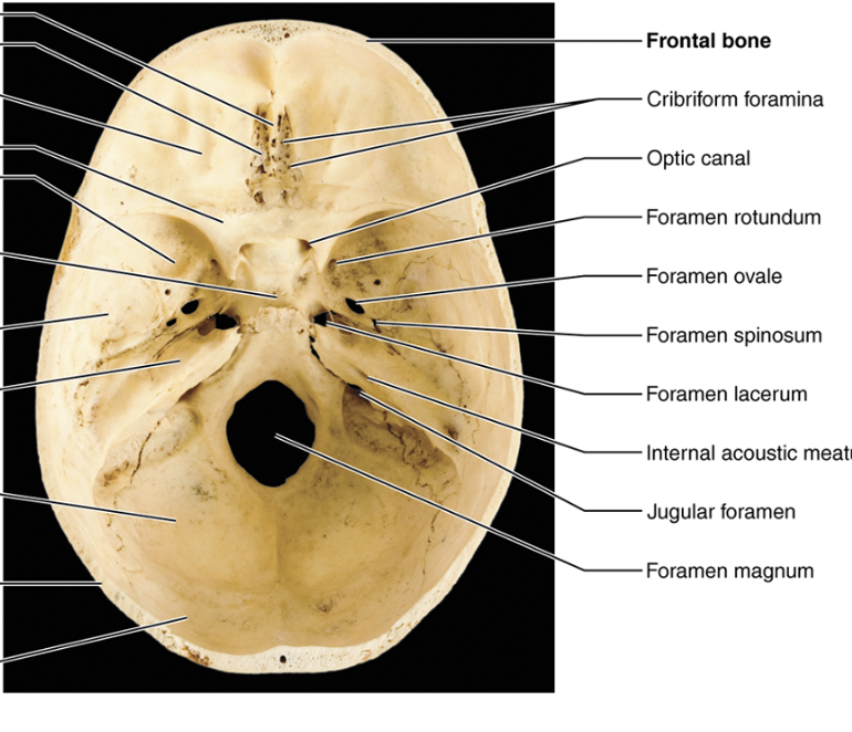 <p class="Paragraph SCXO195630125 BCX4"><span>the spinal cord goes through </span></p>