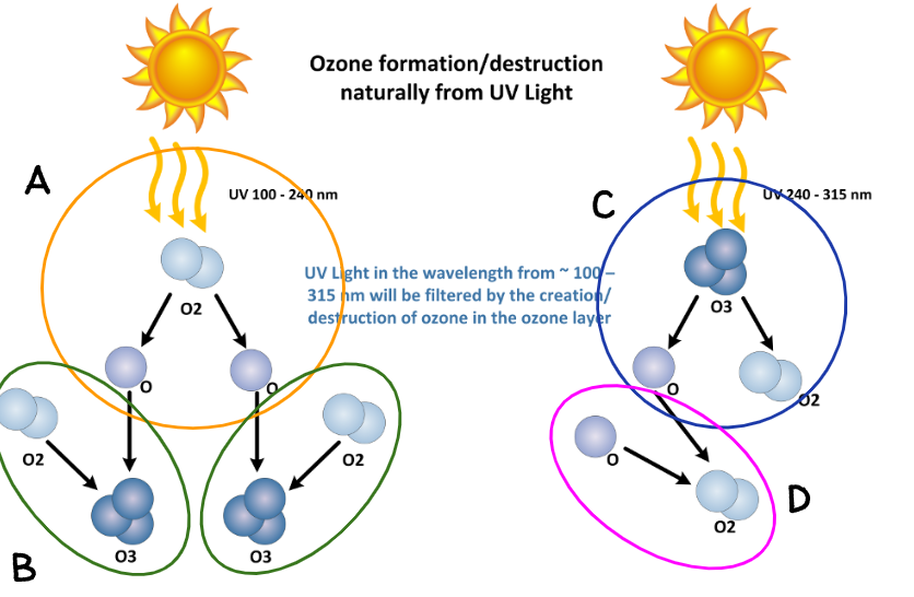 <p>Ultraviolet light hits the O2 molecule and splits it in half resulting in 2 oxygen molecules that bond together to create ozone</p>