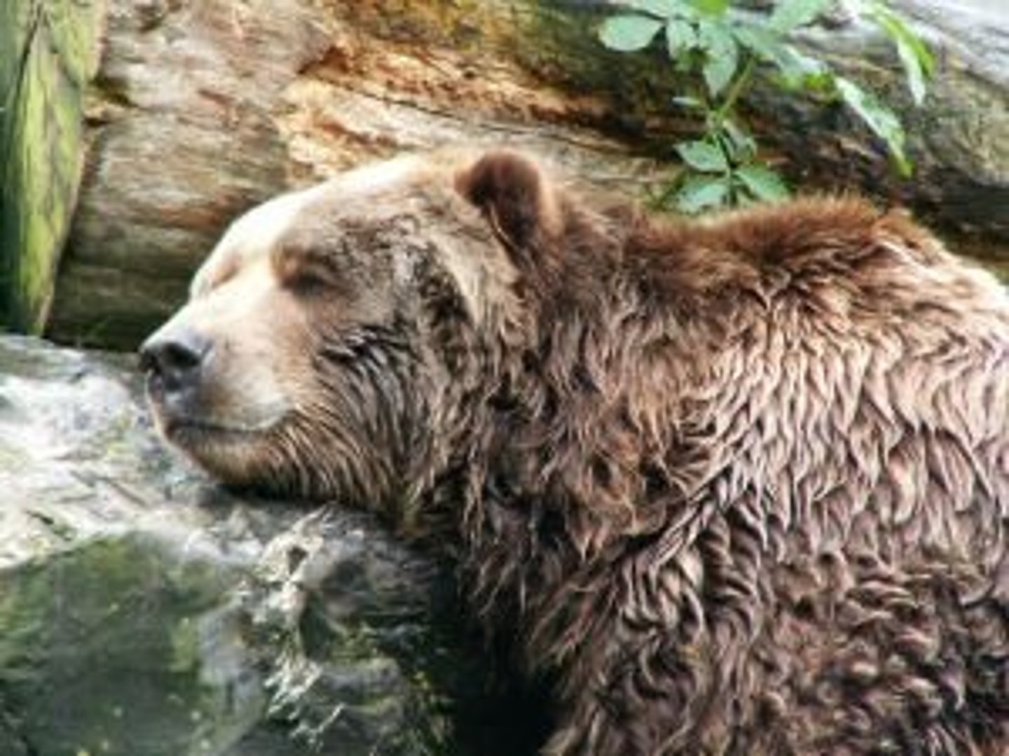 <p>n. a state of sluggish mental or physical activity; a state of not caring</p>