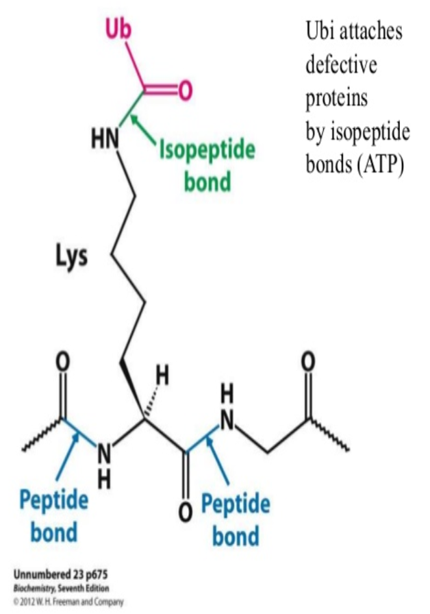 <p>has 2 end - N and C terminal </p><p><span>its </span><strong><mark>C-terminal</mark></strong><span> glycine residue binds to the epsilon-amino group of a lysine residue on the target protein, forming an isopeptide bond;</span></p><p><span>energy for bond formation comes froom hydrolysis of ATP </span></p>