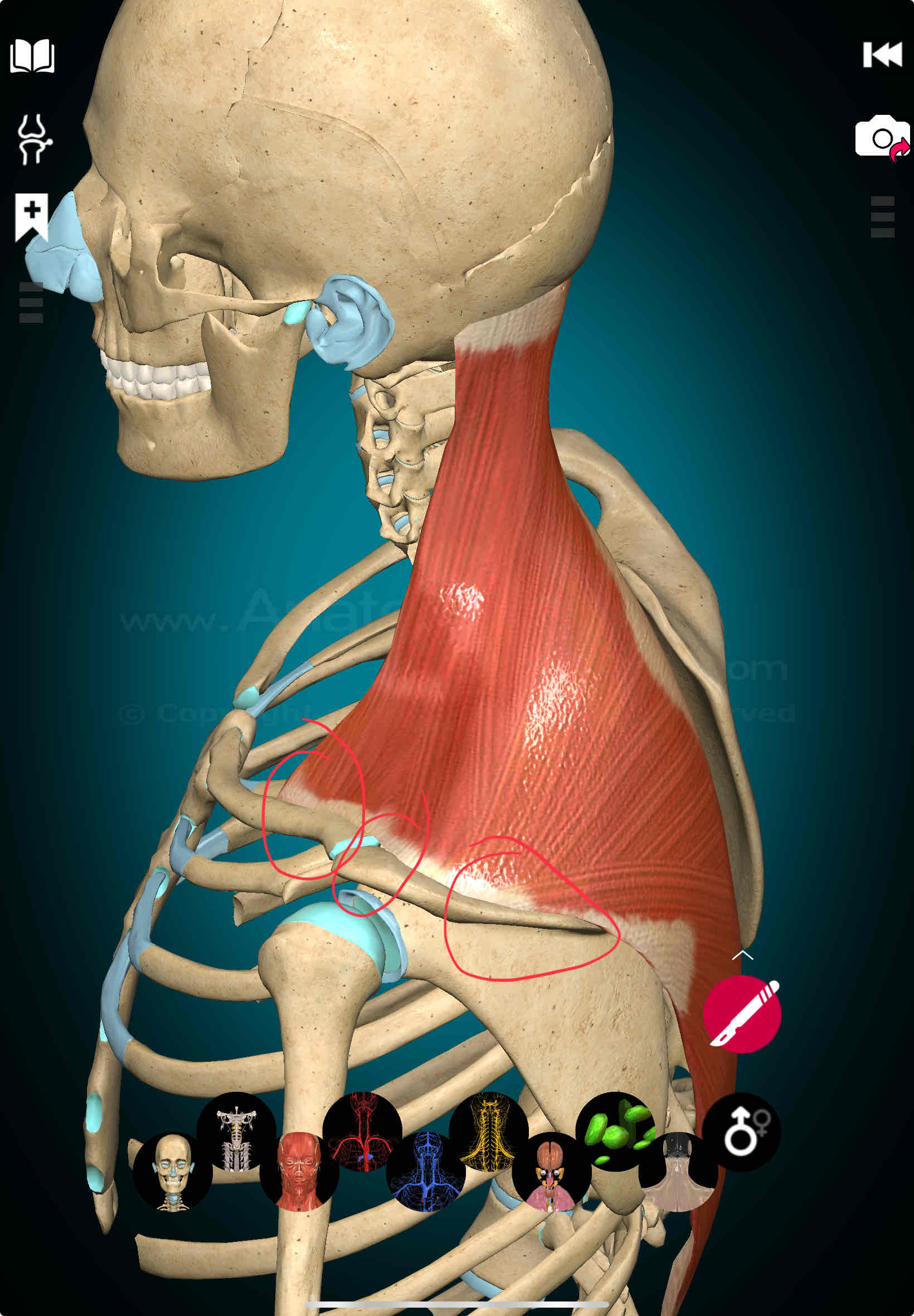 <p>Trapezius Insertion</p>