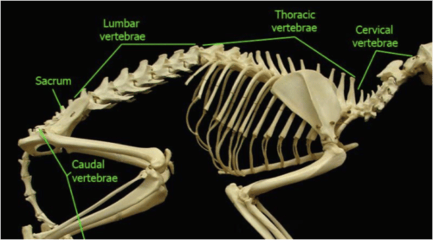 <p>Cervical 7</p><p>Thoracic 13</p><p>Lumbar 7</p><p>Sacral 3 (fused)</p><p>Coccygeal varied</p>