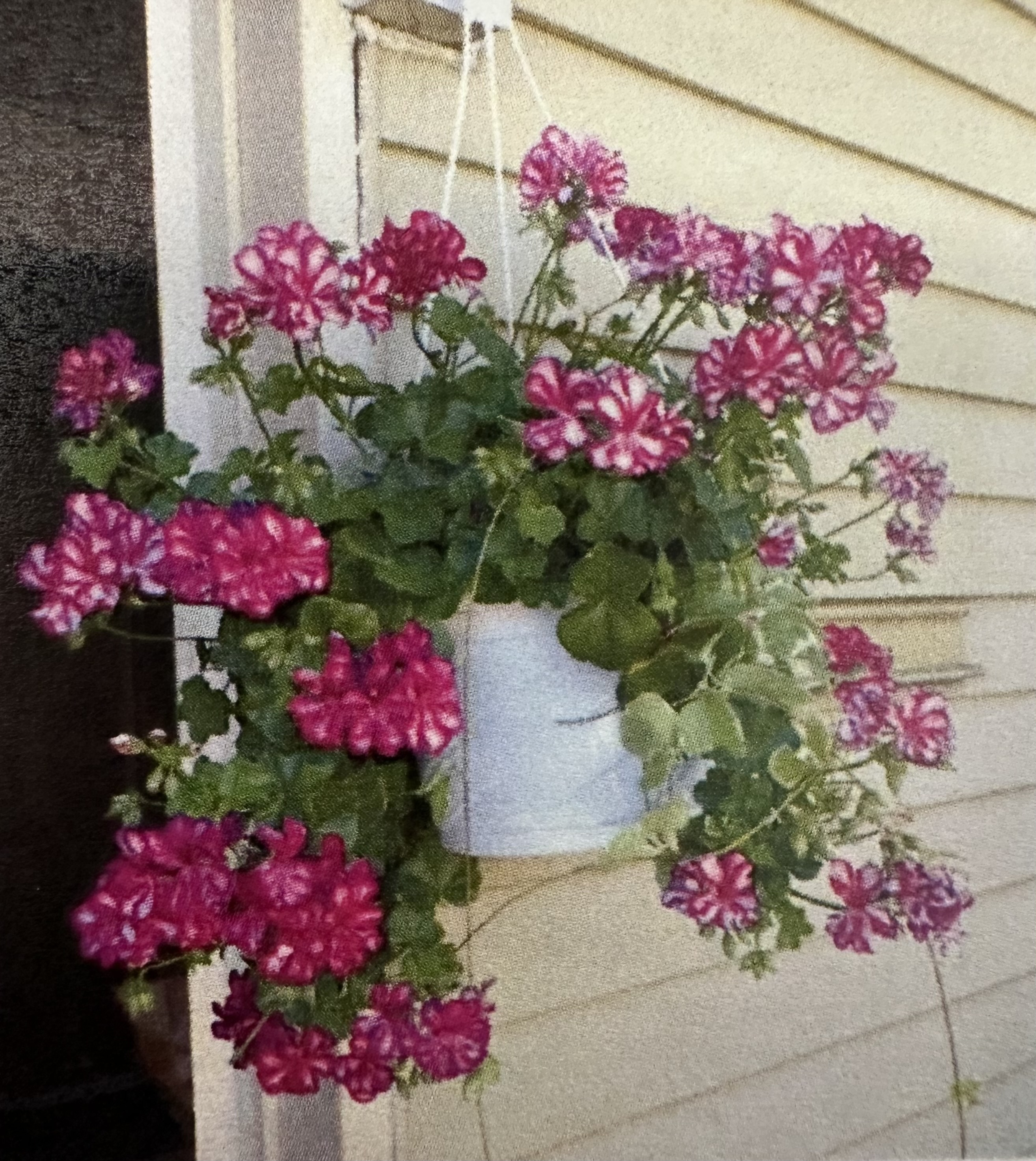 <p>Ivy geranium </p>