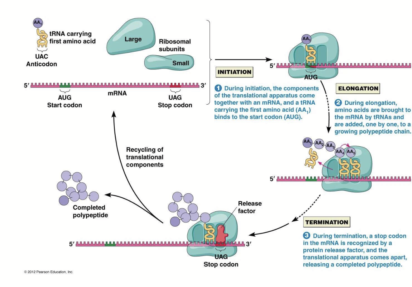<ol><li><p>Polypeptide Chain Initiation</p></li><li><p>Chain Elongation</p></li><li><p>Chain Termination</p></li></ol><p>Basic steps are similar in prokaryotes and eukaryotes.</p>