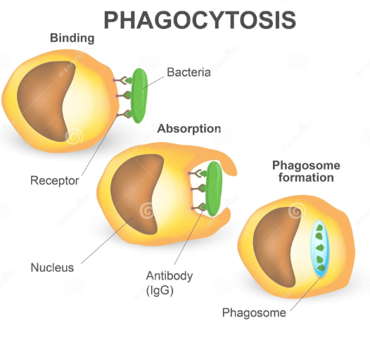<p>Phagocytosis (Cell Eating)</p>