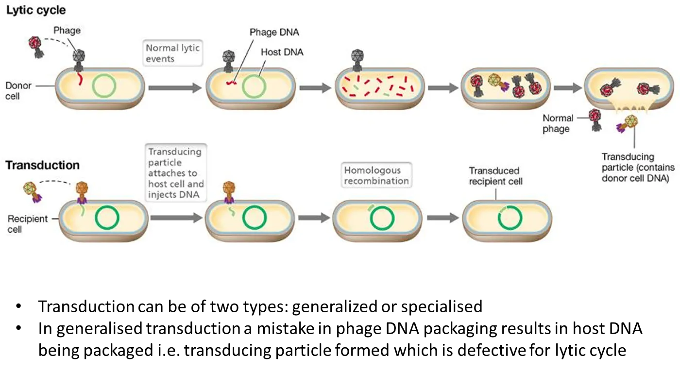 <ul><li><p>when a <strong>bacteriophage </strong>virus infects a cell, it injects its DNA into the cell, replicates its genome and goes into a <strong>lytic </strong>cycle</p></li><li><p><strong>generalised transduction can sometimes occur when the nucleases injected also break up the bacterial DNA</strong></p></li><li><p>this means that when the viruses are <strong>reassembled</strong>, some bacteriophages will include bits of bacterial DNA, and miss some of their normal DNA</p></li><li><p>this will make them <strong>defective</strong>- they can inject their DNA when infecting the host cell, but <strong>cannot cause it to lyse</strong></p></li><li><p>this is a <strong>transducing particle</strong>, as it also injects the DNA from the original donor cell, which can be <strong>recombined</strong></p></li></ul><p></p>