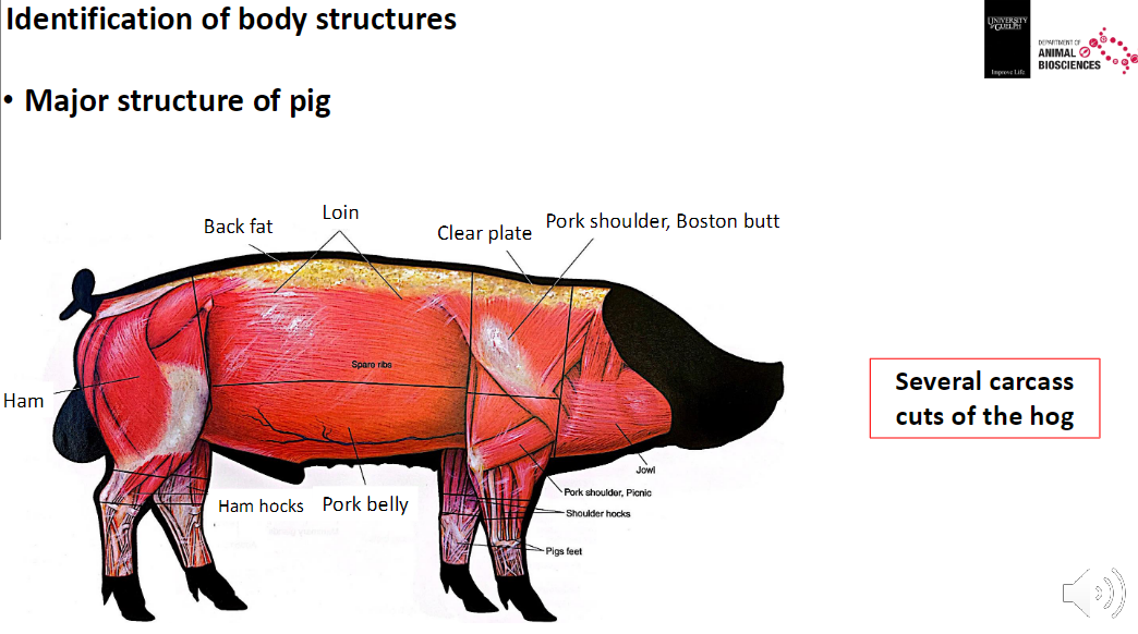 <p><strong>Major Structures & Carcass Cuts</strong><br>āBack fat<br>āLoin (Clear plate)<br>āPork shoulder / Boston butt<br>āPork belly<br>āHam hocks<br>āHam</p><p><strong>Note</strong><br>āThese represent <strong>several common carcass cuts</strong> of the hog</p>