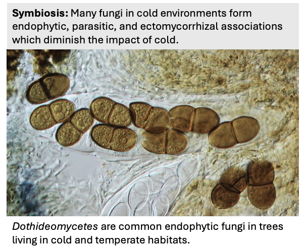 <p><strong>endophytic, parasitic, ectomycorrhizal</strong></p>