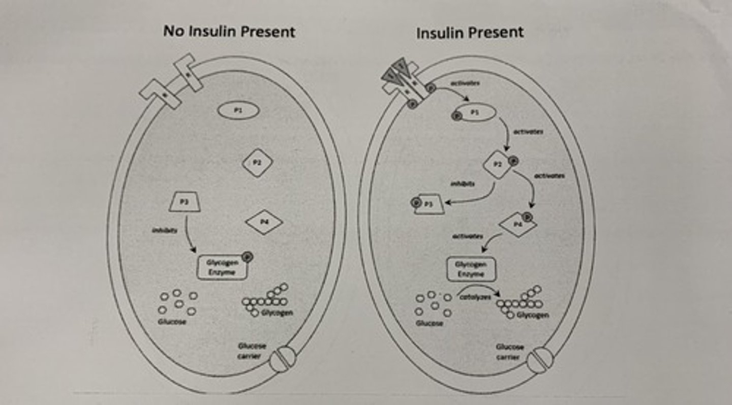 <p>Greater than. The reason why is because each half of the receptor will come together when the signal molecule is present, become activated and phsophorylated, it will hydrolyze ATP, and act as a kinase catalyzing the transfer of the phosphate group onto the P1 protein making it active.</p>