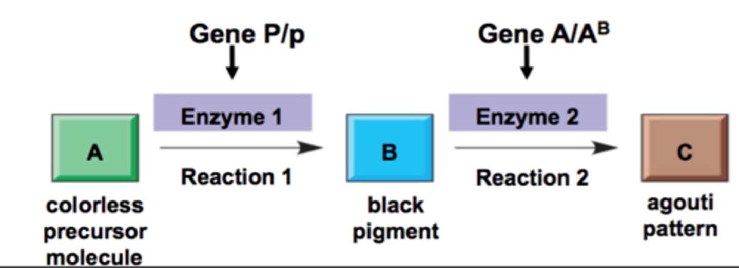 <p>There are other forms of epistasis, for example where genes act in sequence by determining the enzymes in a biochemical pathway. The production of enzymes A and B is coded for by genes A and B respectively. Dominant alleles of each gene code for a functional enzyme, while recessive alleles code for a non-functional enzyme. It follows that, if the alleles of either gene are both recessive, that enzyme will be non-functional and the pathway cannot be completed. This affects the gene in that, even if it is functional and produces its enzyme, its effects cannot be expressed because no pigment can be manufactured.</p>