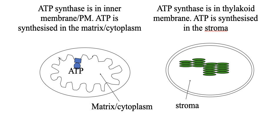 <ul><li><p class="Paragraph SCXO243229490 BCX4" style="text-align: left;"><span style="background-color: inherit; line-height: 19.55px; color: windowtext;"><span>The proton gradient is a form of stored energy</span></span><span style="line-height: 19.55px; color: windowtext;"><span> </span></span></p><ul><li><p class="Paragraph SCXO243229490 BCX4" style="text-align: left;"><span style="background-color: inherit; line-height: 19.55px; color: windowtext;"><span>Determines pH</span></span><span style="line-height: 19.55px; color: windowtext;"><span> </span></span></p></li><li><p class="Paragraph SCXO243229490 BCX4" style="text-align: left;"><span style="background-color: inherit; line-height: 19.55px; color: windowtext;"><span>Across mitochondria </span></span><span style="line-height: 19.55px; color: windowtext;"><span> </span></span></p><ul><li><p class="Paragraph SCXO243229490 BCX4" style="text-align: left;"><span style="background-color: inherit; line-height: 19.55px; color: windowtext;"><span>Intermembrane space = pH 7</span></span><span style="line-height: 19.55px; color: windowtext;"><span> </span></span></p></li><li><p class="Paragraph SCXO243229490 BCX4" style="text-align: left;"><span style="background-color: inherit; line-height: 19.55px; color: windowtext;"><span>Matrix space = pH 8</span></span><span style="line-height: 19.55px; color: windowtext;"><span> </span></span></p></li></ul></li></ul></li><li><p class="Paragraph SCXO243229490 BCX4" style="text-align: left;"><span style="background-color: inherit; line-height: 19.55px; color: windowtext;"><span>Can produce around 100 ATP per second</span></span><span style="line-height: 19.55px; color: windowtext;"><span> </span></span></p></li><li><p class="Paragraph SCXO90501964 BCX4" style="text-align: left;"><span style="background-color: inherit; line-height: 19.55px; color: windowtext;"><span>Around 3 protons are needed to synthesise 1 molecule of ATP</span></span><span style="line-height: 19.55px; color: windowtext;"><span> </span></span></p></li><li><p class="Paragraph SCXO90501964 BCX4" style="text-align: left;"><span style="background-color: inherit; line-height: 19.55px; color: windowtext;"><span>Can be reversed</span></span><span style="line-height: 19.55px; color: windowtext;"><span> </span></span></p><ul><li><p class="Paragraph SCXO90501964 BCX4" style="text-align: left;"><span style="background-color: inherit; line-height: 19.55px; color: windowtext;"><span>Use the hydrolysis of ATP to pump protons across membrane in the opposite direction </span></span><span style="line-height: 19.55px; color: windowtext;"><span> </span></span></p></li></ul></li><li><p class="Paragraph SCXO90501964 BCX4" style="text-align: left;"><span style="background-color: inherit; line-height: 19.55px; color: windowtext;"><span>Location in mitochondria and chloroplasts</span></span><span style="line-height: 19.55px; color: windowtext;"><span> </span></span></p></li></ul><p></p>