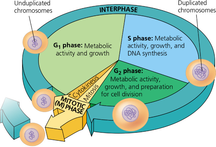 <p>G1: A cell grows</p><p>S: A cell grows and copies its chromosomes</p><p>G2: A cell grows and prepares for cell division.</p><p>M: A cell divides.</p>