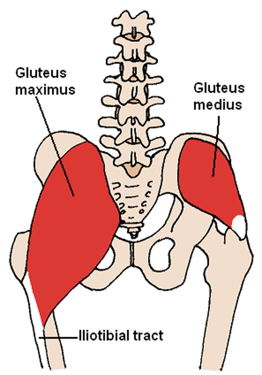 <p>A muscle or muscle group that supports a part and allows the agonist to work more efficiently</p><p>Ex:gluteus medias</p>
