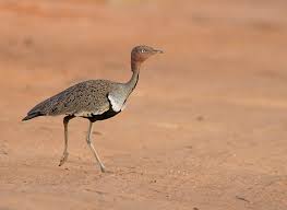 <p>Status: LC</p><p>Family: Otididae</p>