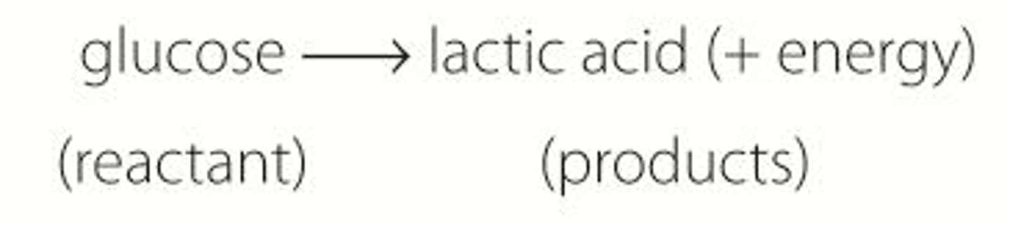 <p>Glucose -&gt; lactic acid (+energy)</p>