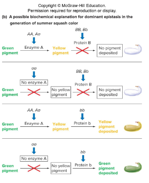 <p>Fill in the blank…</p><p>Dominant epistasis in summer squash</p><p>Since a majority of progeny were A_ and B_, it can be stated that the ( ) allele of one gene masks both alleles of another gene. This is because protein B is a dominant allele that prevent pigment ( ) and is epistatic to any A allele, leaving squash white even when it starts as green.</p>