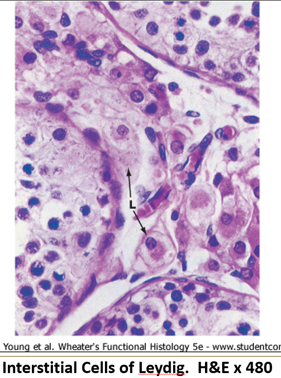 <p>They have a <strong>central round nucleus</strong>, <strong>eosinophilic cytoplasm</strong> (due to SER), and may show <strong>lipid droplets</strong>.</p>