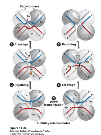 <p>Protein Recombinases: </p><p>Site specific recombinases contain either a_______or a______in the active site. This residue will act as a nucleophile to attack the________backbone. The energy of the broken covalent bond is preserved in the phospho-tyrosyl (or phospho-seryl) bond generated between the enzyme and substrate. Thus the reaction is “energy neutral” and does not require a high-energy cofactor.</p><p class="MsoNormal">These_________acts as tetramers, which each protomer binding to a single half site (half of the inverted repeat flanking the core). Formation of the synaptic complex of the two sites relies on________between the two core sequences between the inverted repeats.</p><p class="MsoNormal">For________recombinases, the reaction takes place in two steps, with each protomer nicking the DNA at its bound half-site one time. The intermediate between the two steps resembles a________junction and requires limited branch migration in the region of core homology.</p>