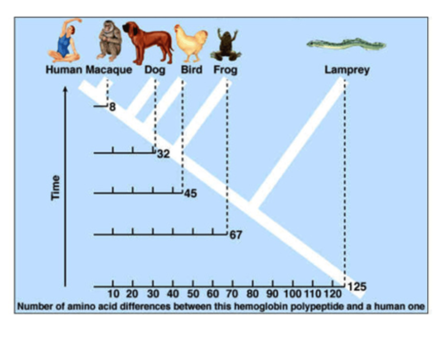 <p>DNA, RNA and amino acid comparisons are made between organisms; the MORE alike the organisms are the CLOSER the relationship; the LESS alike the organisms are the more DISTANT the relationship</p>