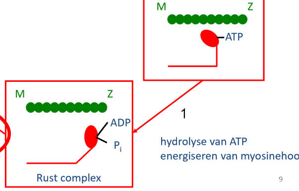 <p>myosinehoofdje hydrolyseert ATP (energiseren myosinehoofdje) → myosinehoofdje heeft nu ADP en Pi gebonden → klaar voor nieuwe cyclus te starten</p>