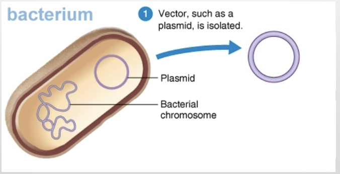 <p>A self-replicating DNA molecule that transports foreign DNA into a cell (plasmids and some viruses are common vectors).</p>