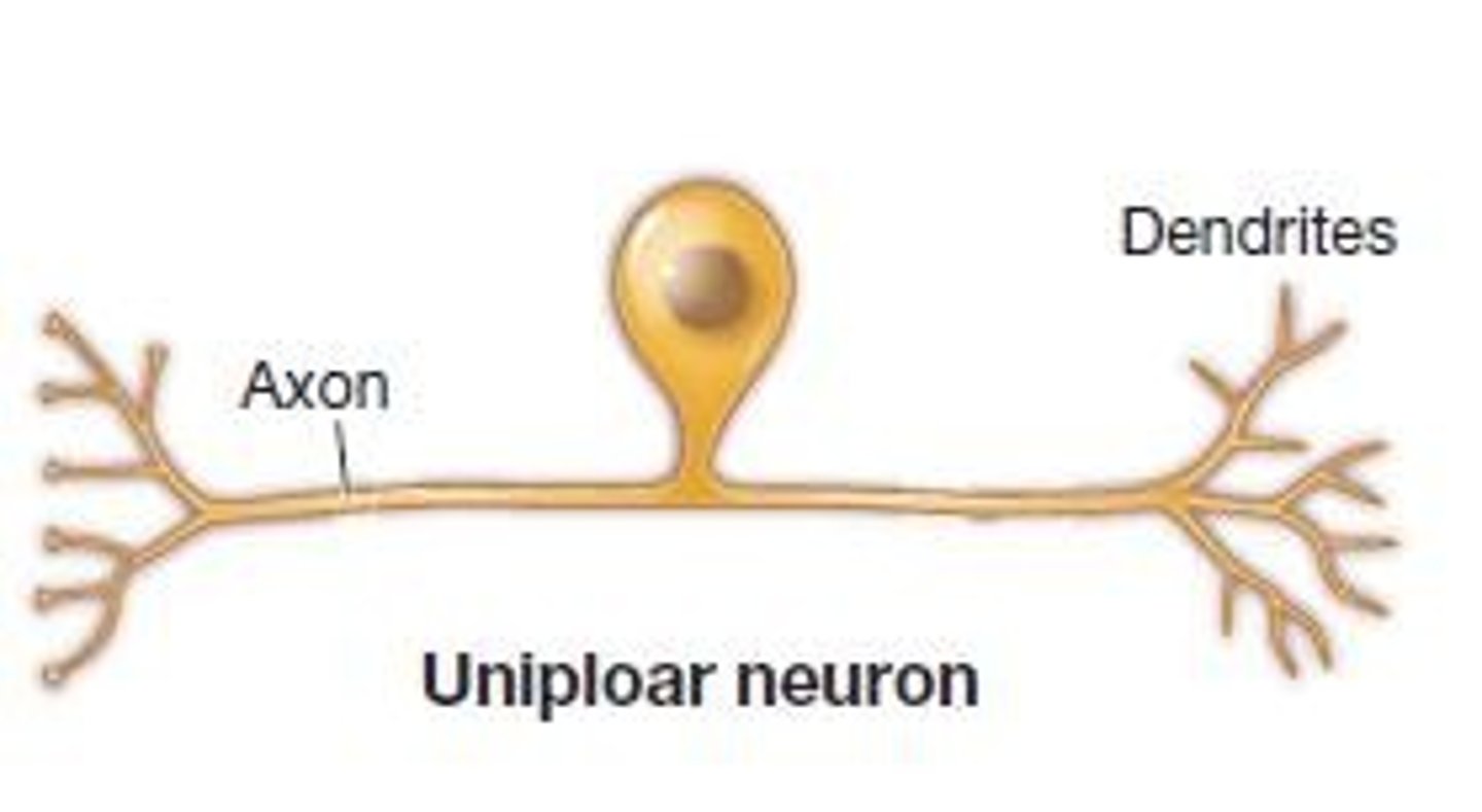 <p>one projection from the cell body</p>