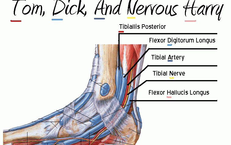 <p>Tibialis anterior</p>