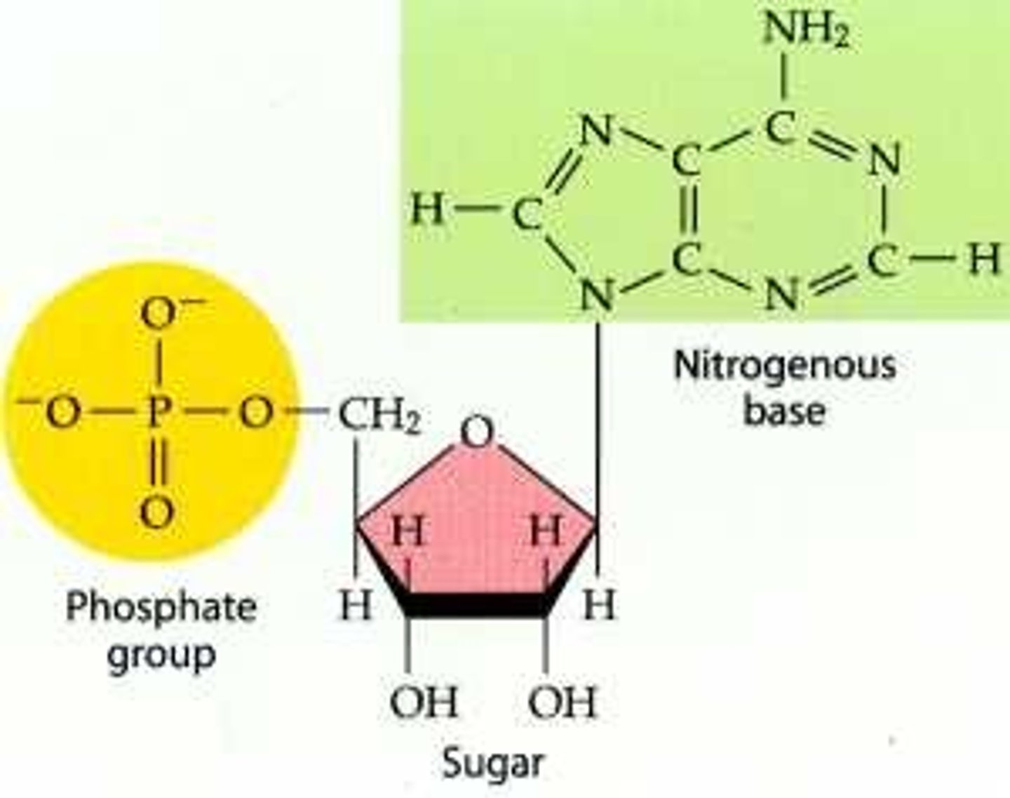 <p>monomer of nucleic acids made up of a 5-carbon sugar (deoxyribose or ribose), a nitrogenous base (adenine, thymine, cytosine, guanine or uracil), and a phosphate group</p><ul><li><p>when nucleotides link together in a chain, they form nucleic acids → essential for storing/transmitting genetic information</p></li></ul><p></p>