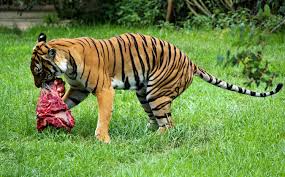 <p>A consumer that eats only animals.</p>