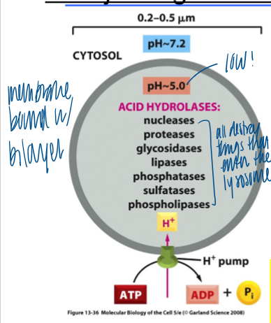 <ul><li><p>breakdown of intra/extracellular material </p></li><li><p>destruction of phgocytosed microorgs </p></li><li><p>breakdown products serve a nutrient for the cell </p></li></ul><p></p>